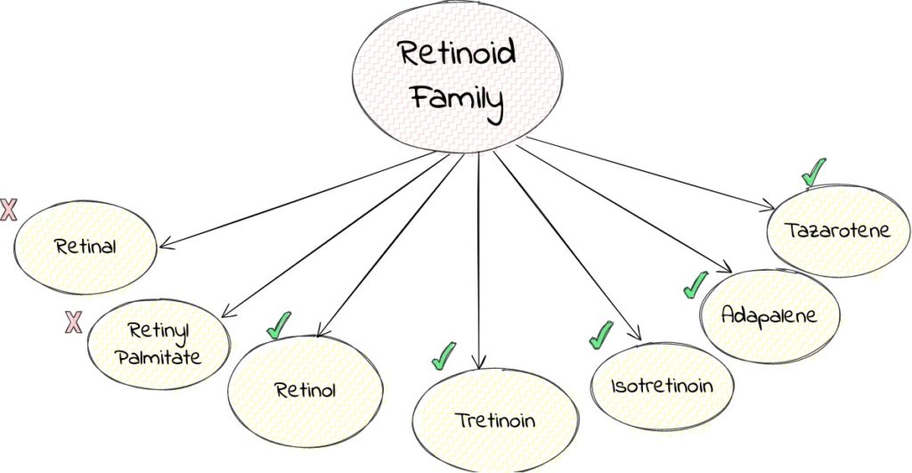 Retinol family tree diagram for the easiest understanding
